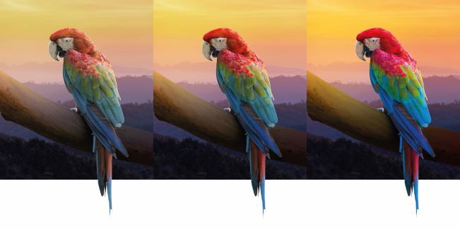 Images of three parrots (from left to right, DCI P3, Rec. 709, Rec. 2020)