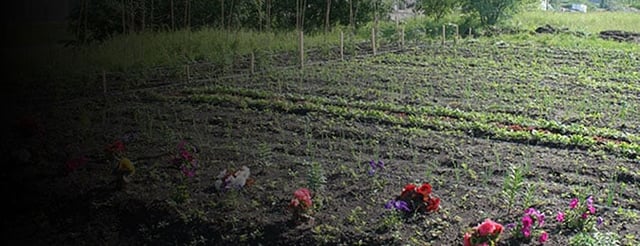 An image of plants growing in a garden