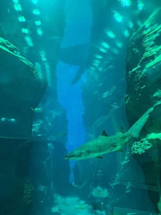  A shark swims in an enclosure.