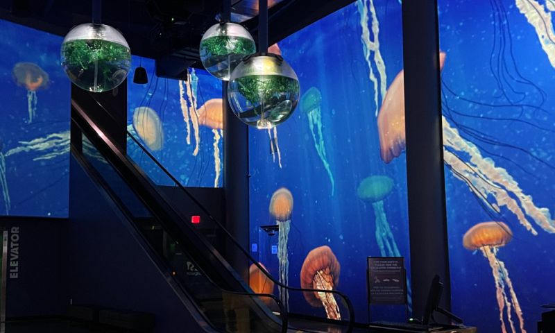 Large walls projection mapped with jellyfish swimming underwater